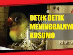 Kusumo, Legenda “Lovebird” yang Sempat Ditawar Rp. 2,2 Miliar Mati