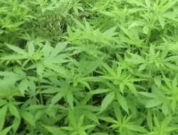 Polri ke Kementan: Ganja Bukan untuk Kepentingan Obat