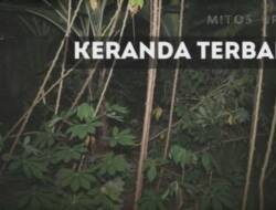 Viral, Video Lampor Keranda Terbang di TikTok