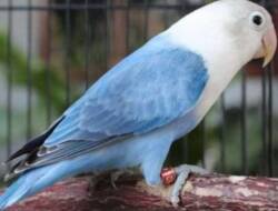 BKSDA Benkulu Berhasil Gagalkan Penyelundupan Burung Asal Pekanbaru