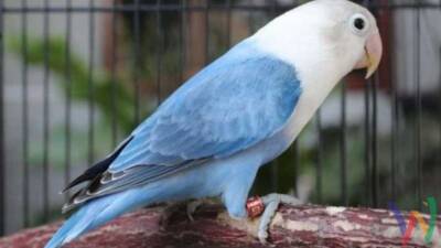 penyelundupan burung