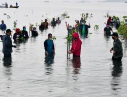 Presiden “Nyemplung” Saat Tanam Mangrove Bersama Masyarakat di Batam