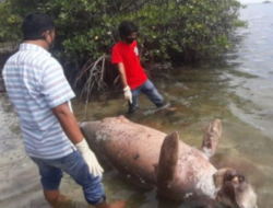 Dugong Terdampar Mati di Sulawesi Barat