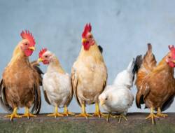 Gegara Musik Hajatan, Puluhan Ekor Ayam Kena Serangan Jantung