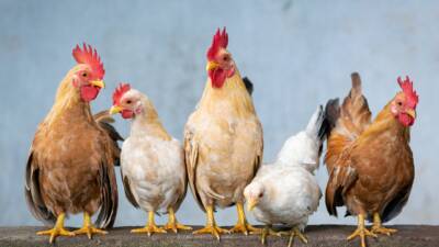 ilustrasi ayam