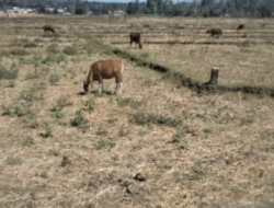 Sawah di Manggarai Barat Terancam Gagal Panen