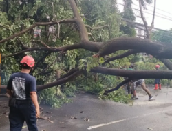 Pohon Tumbang Menimpa Minibus Hingga Ringsek di Jalan Trans Flores, 5 Penumpang Luka-Luka