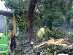 Pohon Tumbang Timpa 2 Kendaraan di Pondok Indah, Seorang Pemotor Tewas