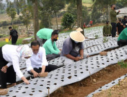 Tanam Bawang dengan Petani, Presiden Harap Produktivitas dan Pendapatan Petani Meningkat