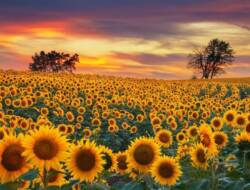 Filosofi Bunga Matahari