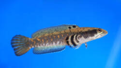 Ikan Channa Predator Koleksi Ikan Hias Terbaru