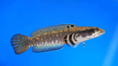 Ikan Channa Predator Koleksi Ikan Hias Terbaru 