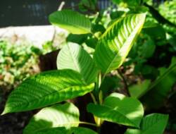Keunikan Daun Kratom Dengan Berbagai Manfaatnya