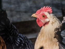 Menjelang Ramadhan, Harga Ayam Potong Mulai Merangkak Naik