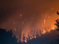 IKN Mengajak Semua Pihak Mencegah Adanya Kebakaran Hutan