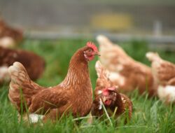JAPFA Group Mengekspor Sebanyak 23 Ribu Ayam ke Singapura