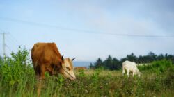 Qurban