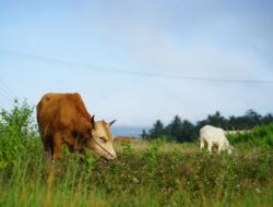 Pemeriksaan Hewan Kurban Jelang Idul Adha di Ngawi
