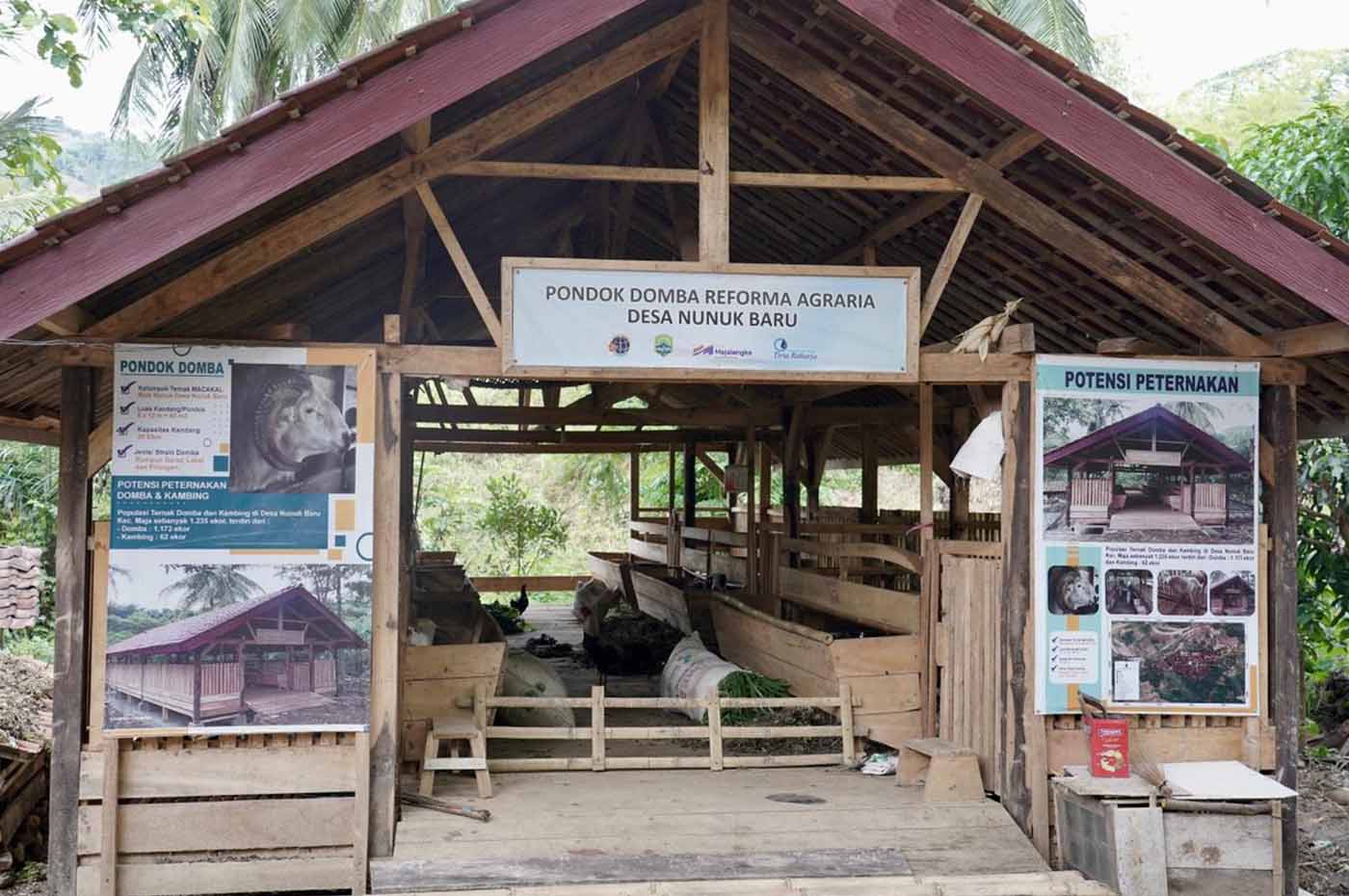 Usaha ternak domba desa Nunuk Baru