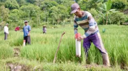 Pasang Patok, Cara Sederhana Cegah Sengketa Tanah dengan Tetangga